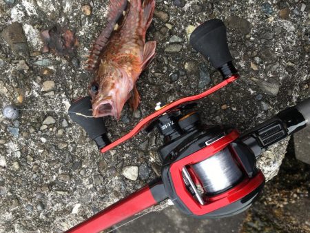 穴釣りすらもイマイチ